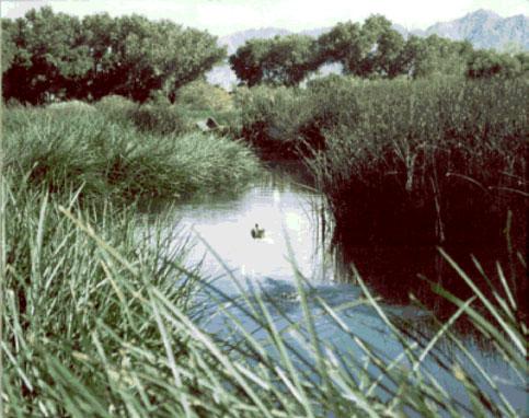 Figure 1. Demonstration Constructed Wetlands in Arizona (http://ag.arizona.edu/azwater/arroyo/094wet.