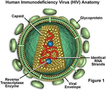 against human immunodeficiency virus (anti-hiv-1 and