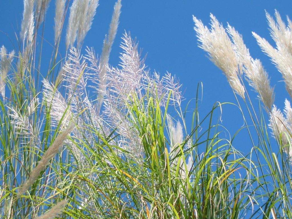 Sugar/Energy Canes as Biofuels Feedstocks USDA-ARS Sugarcane Research Laboratory