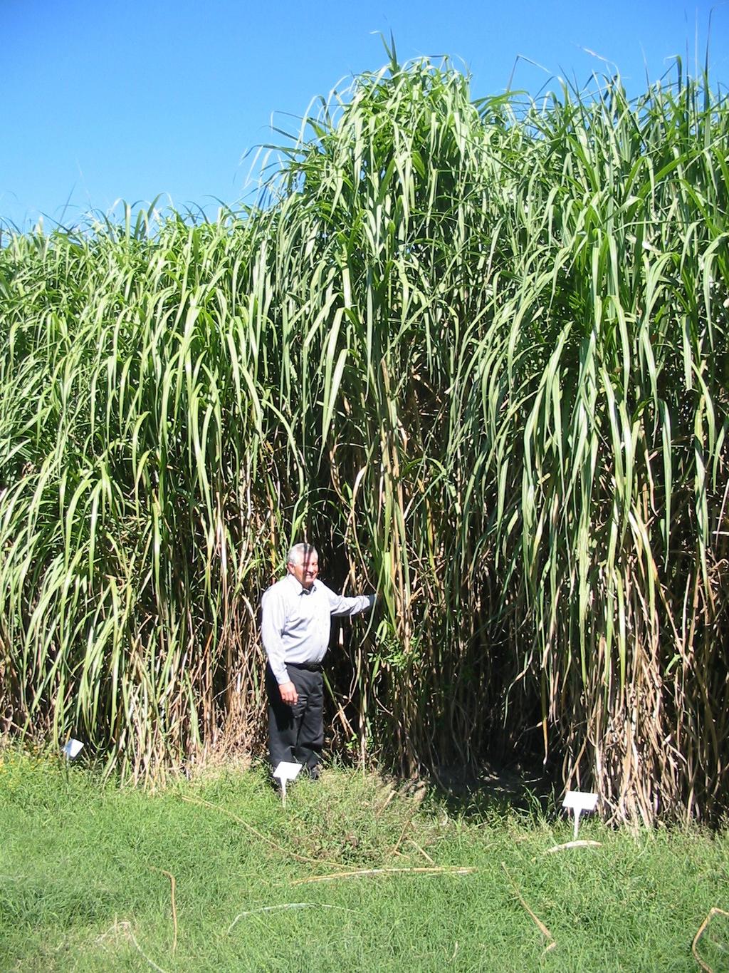 Sugar/Energy Cane as a Dedicated Biofeedstock Advantages: Highest energy yield Perennial, noninvasive Diverse genetic makeup Does not flower in temperate Ho 06-9002 climates Dual Substrates: Fiber +