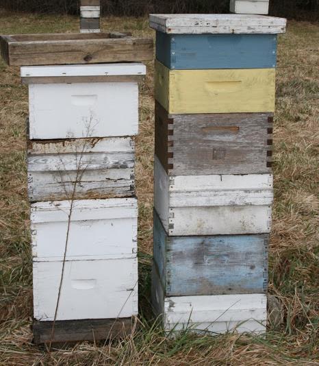 Honey Bee Colonies are Highly