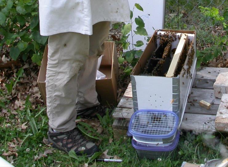 Case study: Pesticides and Dead Bees dead bee trap
