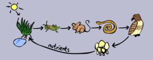In every food chain producers make the food by photosynthesis or chemosynthesis then it flows in primary consumers ar herbivours, then secondary and then tertiary consumers.