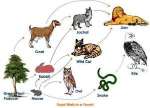 A typical food web for a terrestrial ecosystem we can see that, a number