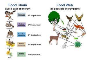 food. 2. It is a part of food web. 3. Energy flows occurs in one way. Food Web 2. 3. Food web is several food chains connected together. It is an assemblage of food chain.