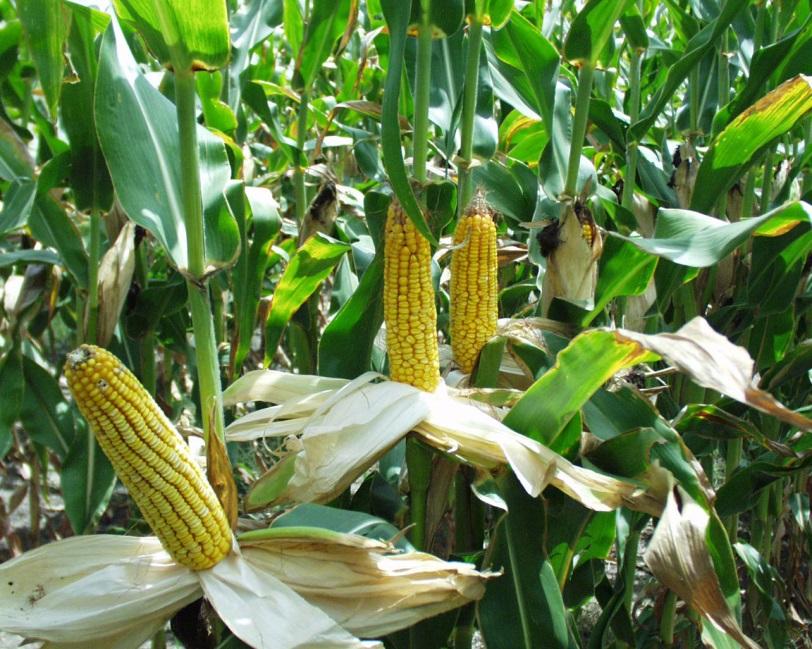 protect rice and maize from pests through