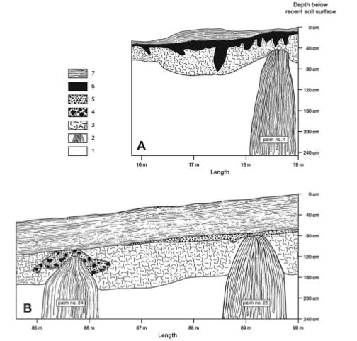 Figure 1. Two segments of soil profile in South West Poike. Summarized stratigraphy: (1) Weathered volcanic bedrock. (2) Cone of palm root molds. (3) Pre- clearing garden soil.