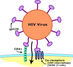 Side Scatter Immunophenotyping: HIV