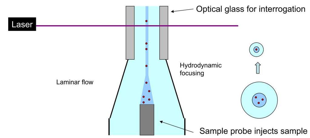 Hydrodynamic focusing The cells flow