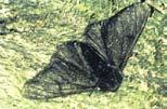 Most famous classical example is the peppered moth.
