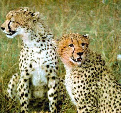 The Bottleneck Effect The Cheetah (Acinoyx jubatus)