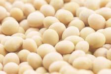 BIOTECH SOYBEAN Soybean is the oil crop of greatest economic relevance in the world.
