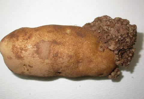 Potato infested with potato wart (Synchytrium endobioticum) pathogen What do importers need to know?
