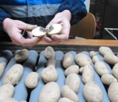 In addition, samples from adhering soil are taken and analysed for PCN-cysts (potato cyst nematode), in case of a specific importing country requirement.