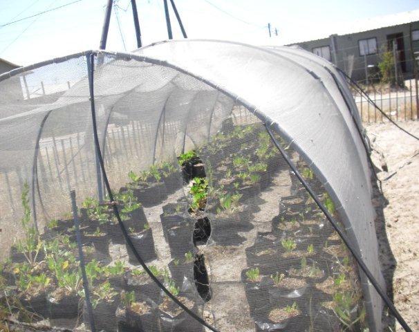 97 Witsand also has a tunnel food garden that was initiated by the City, Green Communities and the community after WEHBSO won the greening tender.