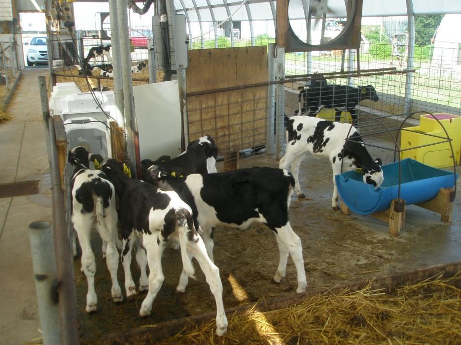 Calves per feeder?