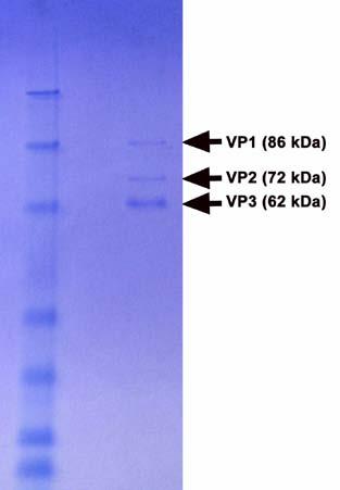 Figure 2: Electrophoretic Profile of Purified AAV2-GFP. References 1. Rabinowitz, J, and Samulski, R. J. (1998) Curr. Opin. Biotechnol., 9, 470-475. 2. Summer ford, C., and Samulski, R. J. (1999) Nat.