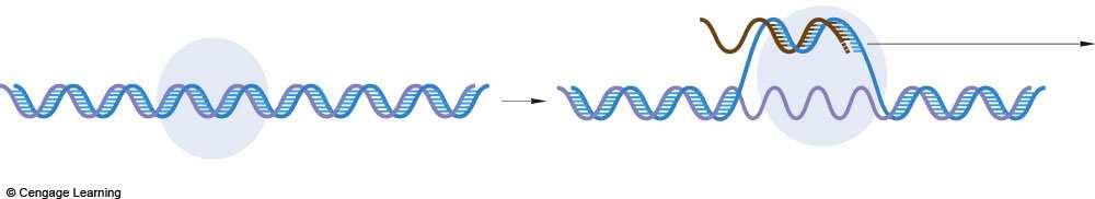 gene region newly forming RNA transcript RNA polymerase, the enzyme that