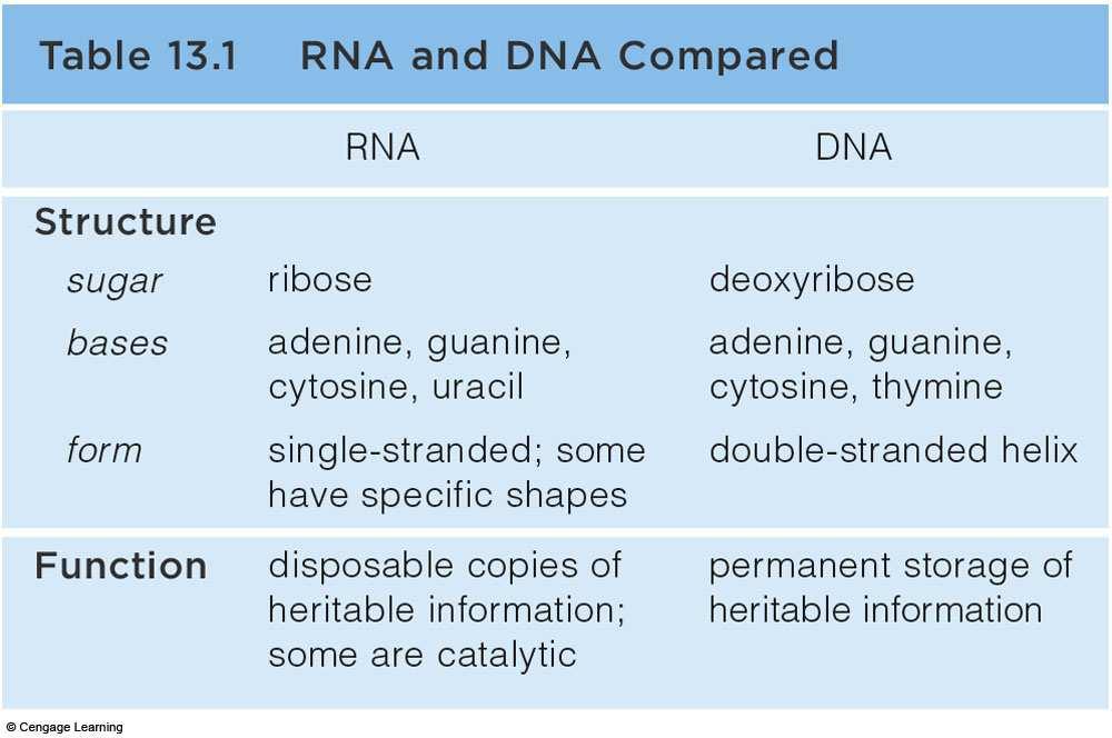 RNA and