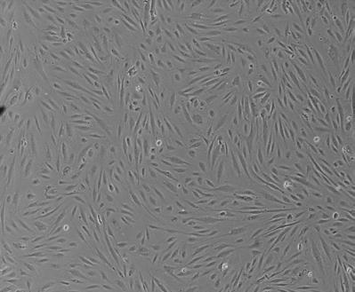 Transfection of