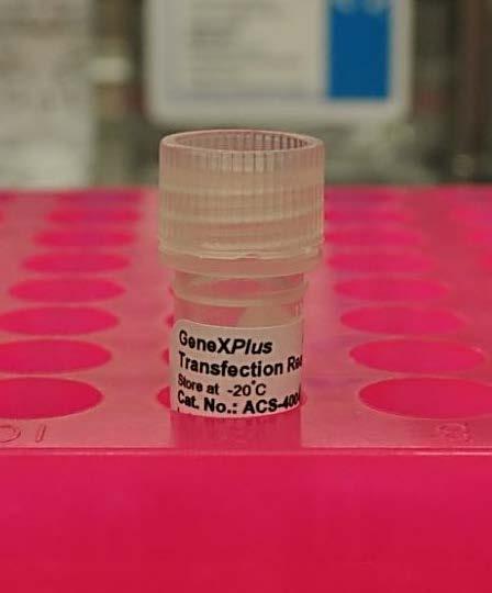 HEKPlus GeneXPlus Transfection Reagent GeneXPlus Transfection Reagent (ACS-4004 ) 1 ml Animal component free Used for transfection of plasmid DNA into mammalian cells