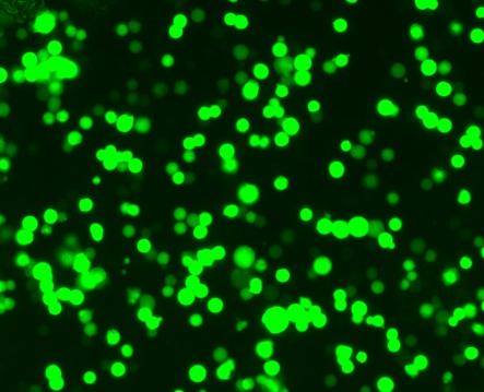 HEKPlus System: High transfection efficiency 90 80 Cells expressing GFP (%)
