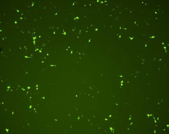 and EF1α-GFP