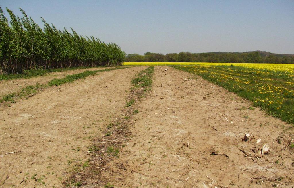 Carbon loss in agricultural soils Mean carbon loss on