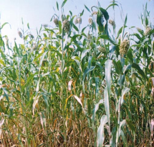 RAINFED AGRO-ECOSYSTEM Table 2: Performance of dual purpose sorghum genotypes with improved vs.