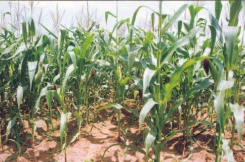 ANNUAL REPORT Farmers practice Moisture conservation + INM Impact of moisture conservation and INM on maize in farmers field, Bhilwara district, Rajasthan Himachal Pradesh (Johranpur), Uttar Pradesh