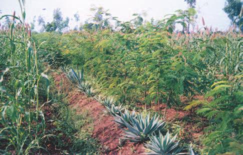 RAINFED AGRO-ECOSYSTEM Low Cost, Multipurpose Bio Fencing Establishment of introduced planting material has remained a major challenge in horticulture and agroforestry due to open grazing in the