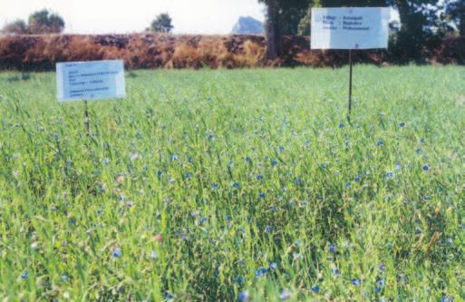 ANNUAL REPORT Performance of lathyrus as an utera crop under farmers practice (left) and improved practice (right) in Mahasamund district, Chhattisgarh crop in Khurda (Orissa).