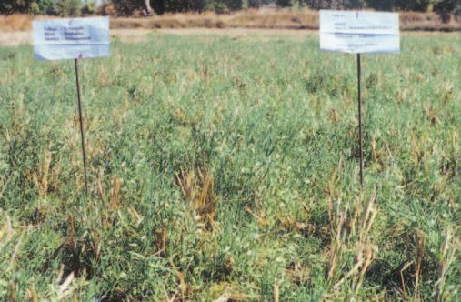 Crop Diversification in Uplands In order to augment the income from uplands, efforts were made to introduce alternate crops in place or along with kharif rice in intercropping systems.
