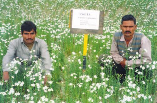 RAINFED AGRO-ECOSYSTEM Performance of linseed var. Swetha on farmers fields (saline) with farmers practice (left) and improved practice (right) at Kanpur varying degrees of salinity.