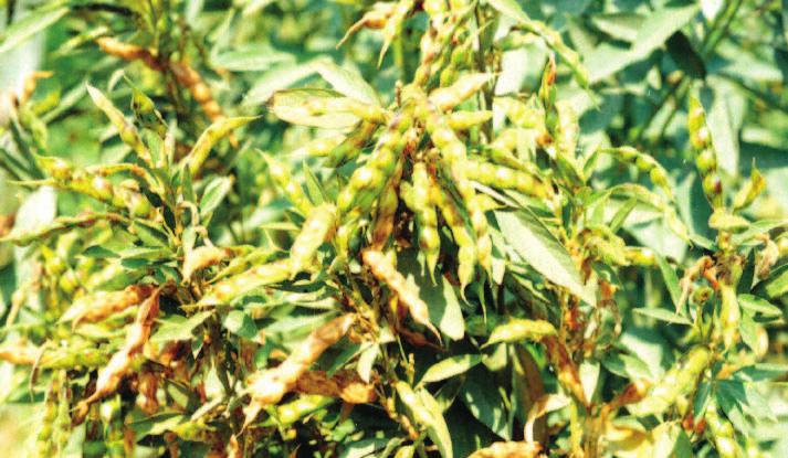 5 101 128 Table 3: Effect of bio and chemo-intensive IPM modules on pigeonpea + sorghum intercropping system on farmers fields Treatment Yield Gross Cost of Net B:C (kg/ha) returns cultivation