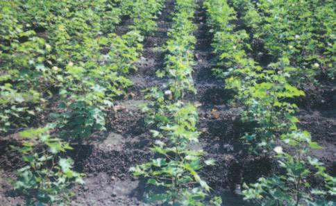 RAINFED AGRO-ECOSYSTEM nutrient management combined with ridge and furrow method of cultivation provides the much needed stability to cotton productivity, particularly in low rainfall shallow soil