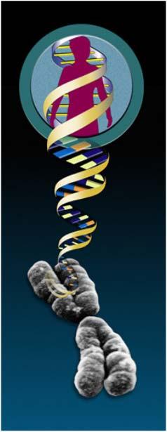 Genome & Genomics Genome - the complete copy of the genetic information or one complete set of chromosomes of an organism.