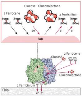 present in a sample binds FAD in the active site of glucose oxidase Electrons drawn from glucose through FAD in the oxidation reaction are taken up by ferrocene