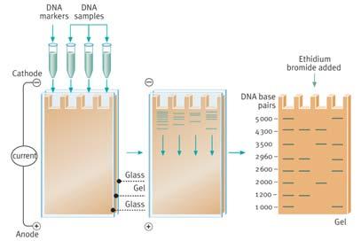 DNA analysis can be used in disease testing DNA can be