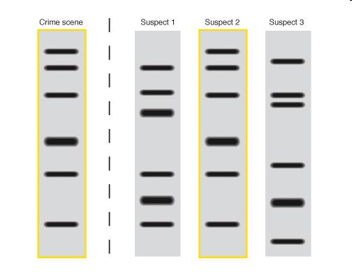 1% This difference is sufficient to distinguish 2 individuals using DNA fingerprinting DNA