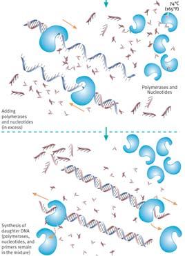 Polymerase Chain Reaction: DNA