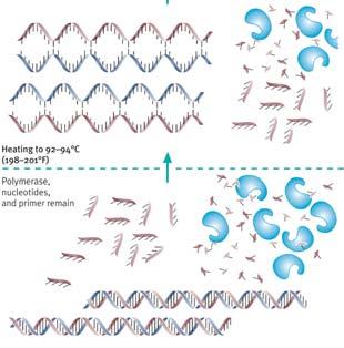 Reaction (PCR) is based on DNA