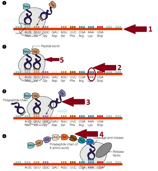 67. Which enzyme, located at #4, binds together the backbones of adjacent DNA segments to complete the DNA. Use the diagram to answer the question below. a. Codon e. mrna b. Anticodon f. trna c.
