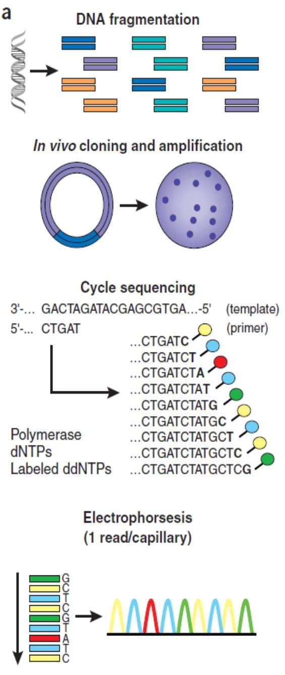 What is Next-Generation Sequencing? Sanger Sequencing NGS: Massive Parallel Sequencing DNA is fragmented.