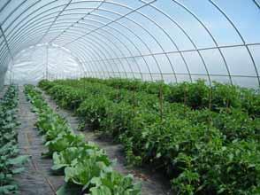 Economics of High Tunnel Vegetable & Strawberry Production in the Central Midwest