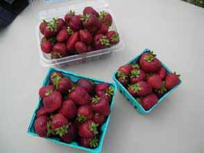 Packaging Costs Marketable Yields How profitable are high tunnel strawberries?