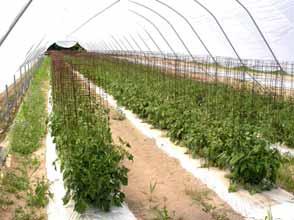 High Tunnel Tomato Production