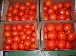 How profitable are high tunnel tomatoes?