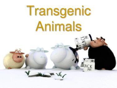 7.5 Genetically modified animal Genetically modified animal / transgenic animal: Animals which have been