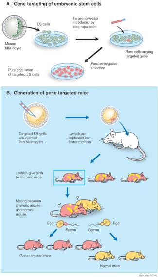 7.5 Genetically modified animal Embryonic stem cellmediated gene transfer Embryonic stem cells are mixed